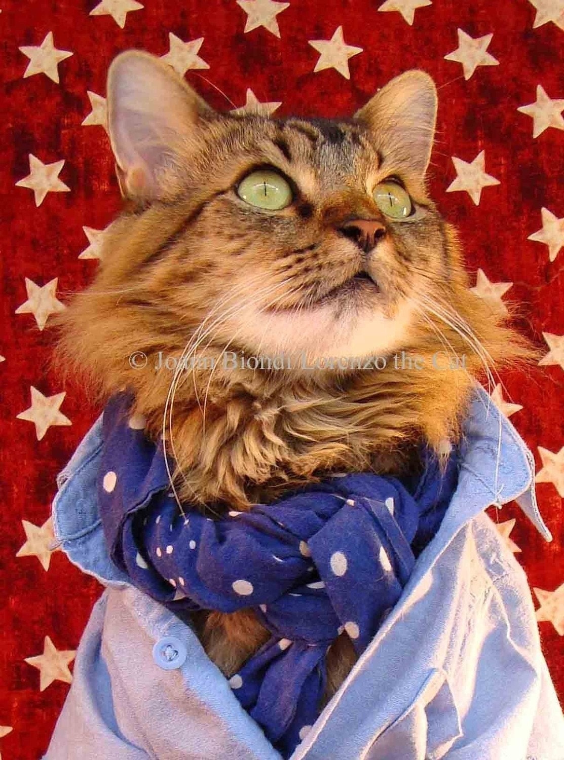 Americana Cat Greeting Card