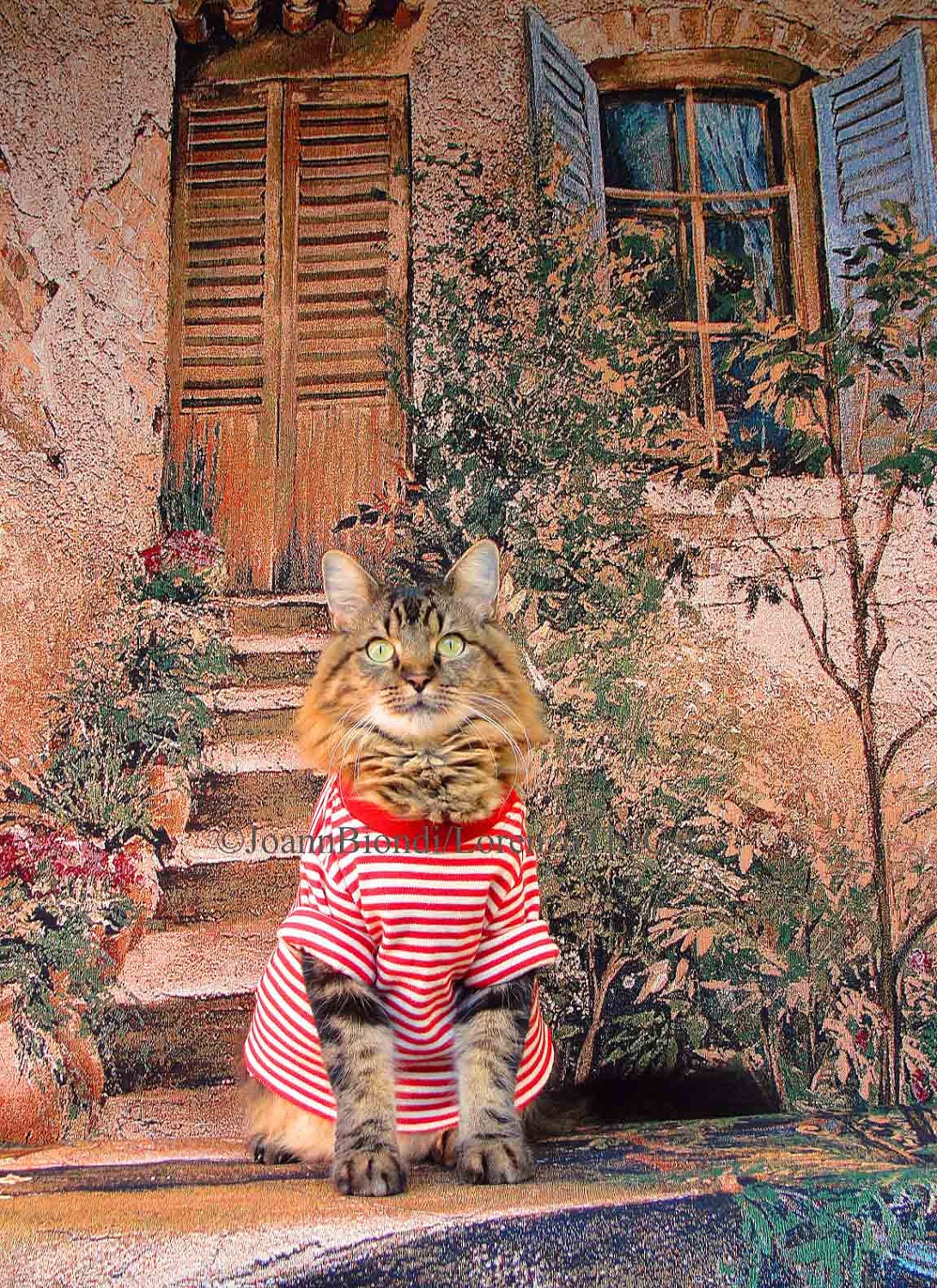 Tuscany Greeting Card