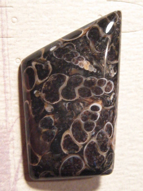 Turritella Agate cab  .....................              33   x  23 x  6 mm ........                 4388