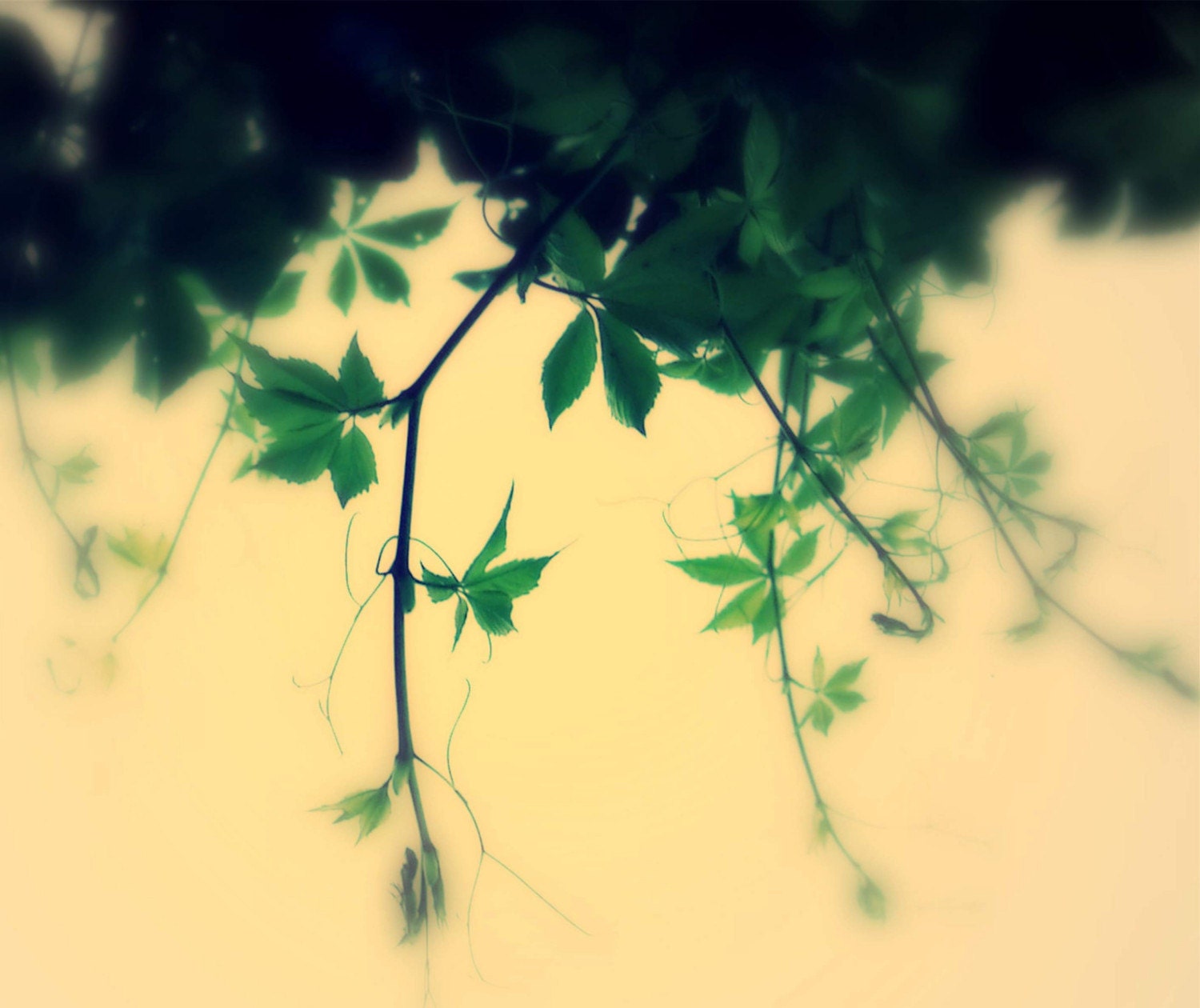 Roof  vine, 8X10, deep green, gold, lush
