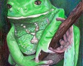 Waxy Monkey Tree Frog Giclee Print 5 by 7 inches - matted to 8x10