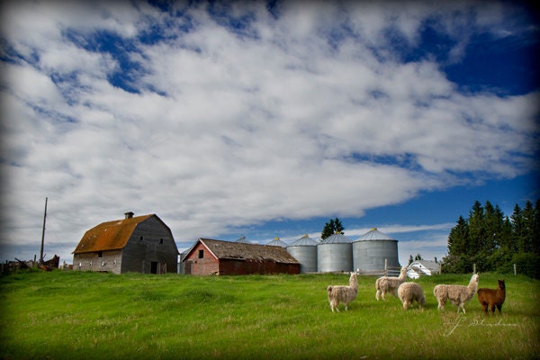Little Llamas On The Prairie, Animal Photography Print, Alpaca Farm Red Barn Green Pasture Alberta Canada