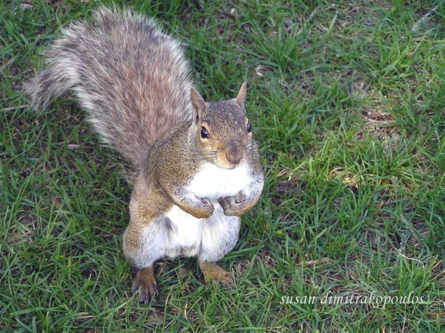 Squirrel card, Curious Squirrel, blank greeting card, write your own message, grey squirrel, nature photograph