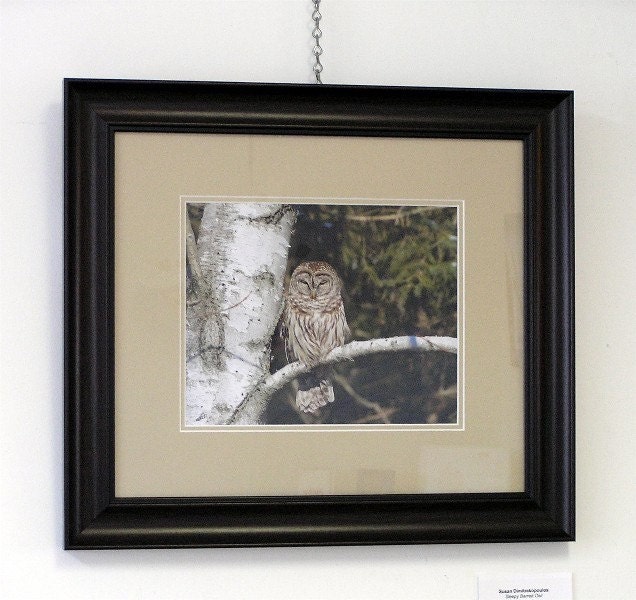 Owl photograph, Sleepy Barred Owl, owl lovers gift, bird lovers gift, home cottage decor, goth, silverbirch tree, gift 30