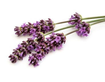 7 Vanilla Lavender Candle Tarts  So Lovely   oldhickorycandles