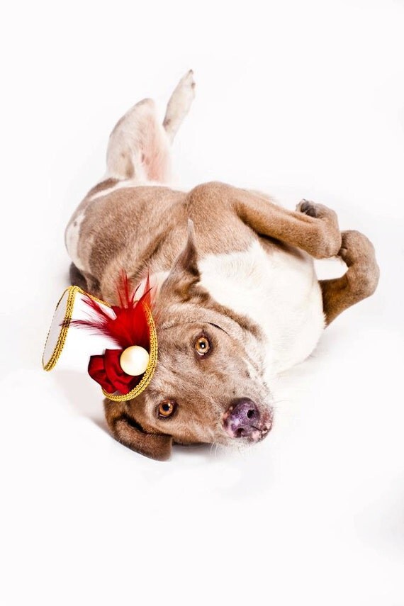 Top Hat - Tiny Hat for willing Dogs, Children and Women Red Gold White