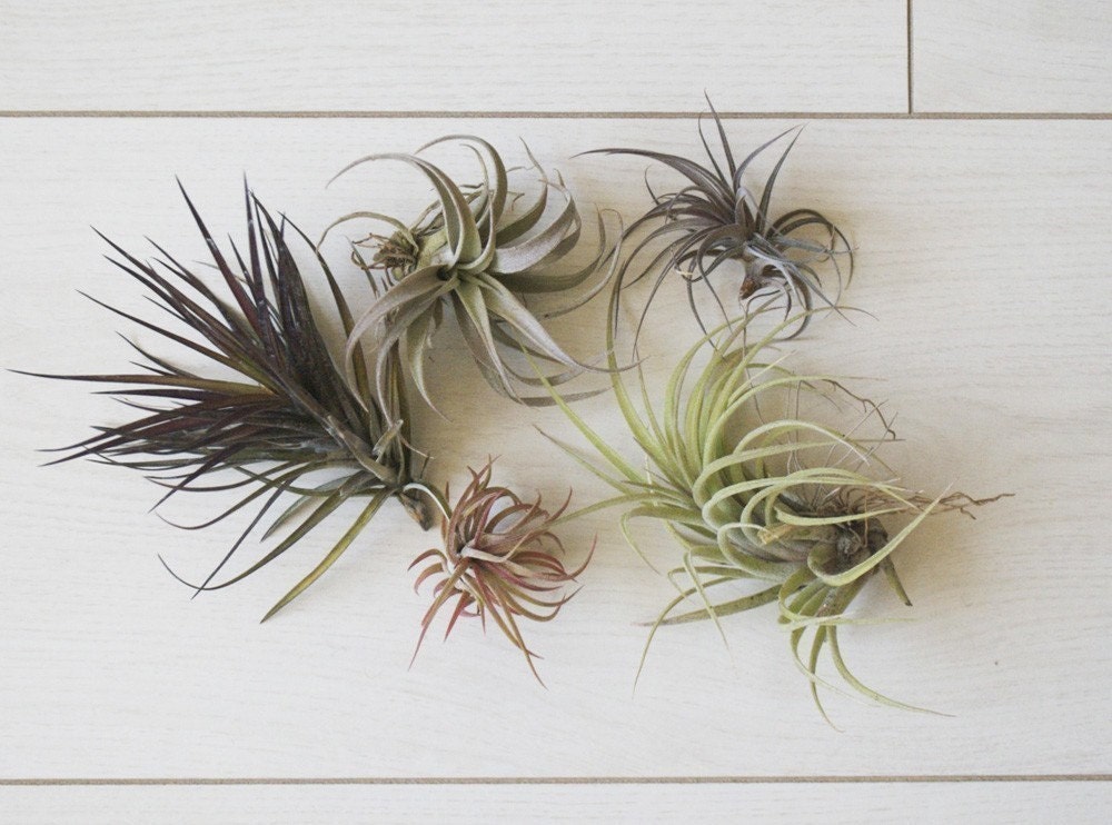 FIVE AIR PLANTS // Mixed Box of Airplants
