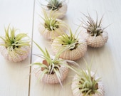Pink Sea Urchin and Air Plant Duo
