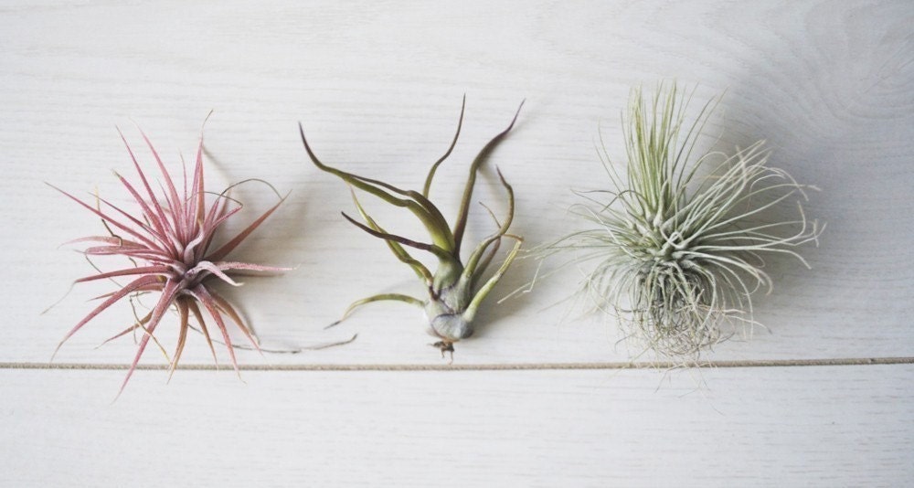 Air Plants // THREE Small Airplants // Grab Bag