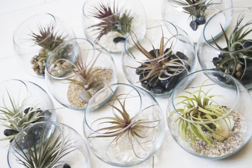 Fish Bowl Airplant Terrarium // Air Plant with Adornments