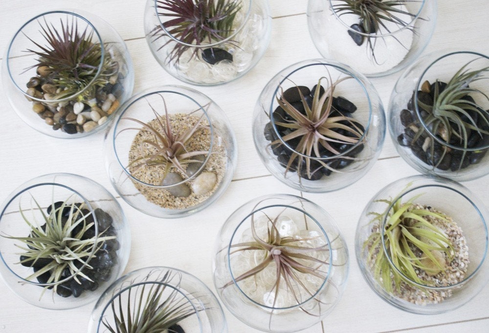 Fish Bowl Airplant Terrarium // Air Plant with Adornments