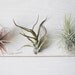 Air Plants // THREE Small Airplants // Grab Bag