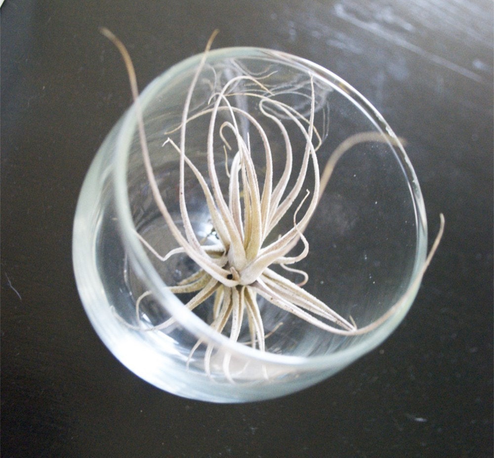 Air Plants // THREE Small Airplants // Grab Bag