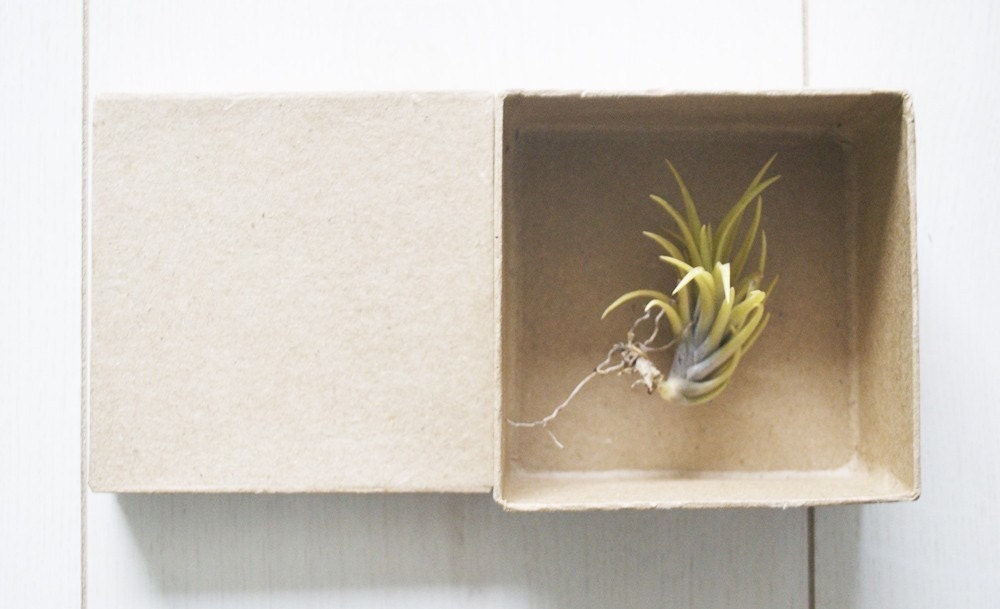 Air Plants // THREE Small Airplants // Grab Bag