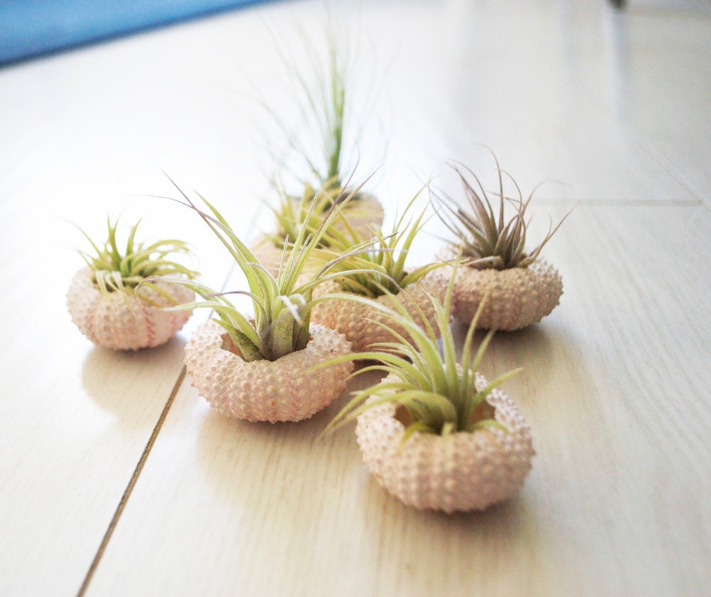 Pink Sea Urchin and Air Plant Duo
