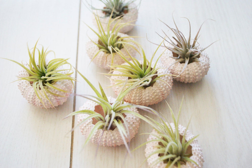 Pink Sea Urchin and Air Plant Duo