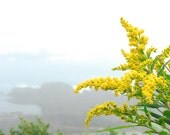 goldenrods by the sea, 8x10 fine art photograph