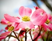pink dogwoods, 8x10 fine art photograph