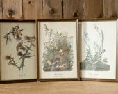 Vintage Bird Prints - Set of 3