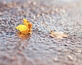 Nature photography - On the ground  - 5x7,5 vibrant fine art photography print - yellow autumn leaves