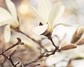 White nature photo - 5 x 5 fine art photography print - magnolia, spring, white, blue, romantic, sweet, wall art