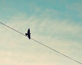 Bird photograph - fine art photography print - blue turquoise simplicity nature wire black white sky fly away