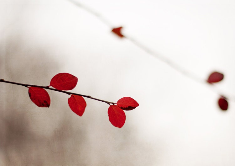 Fotografia da natureza, Um pouco de vermelho, 5 x 7, cópia da fotografia fine art - vermelho vibrante folhas de inverno casa decoração arte moderna mínimo