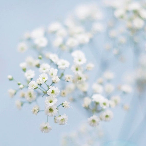 Flower photo - fine art photography print - baby's breath soft light blue dreamy nursery decor pastel spring photograph