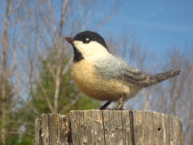 Needle felted Chickadee, life size bird