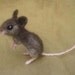 Needle felted gray mouse - poseable felted animal