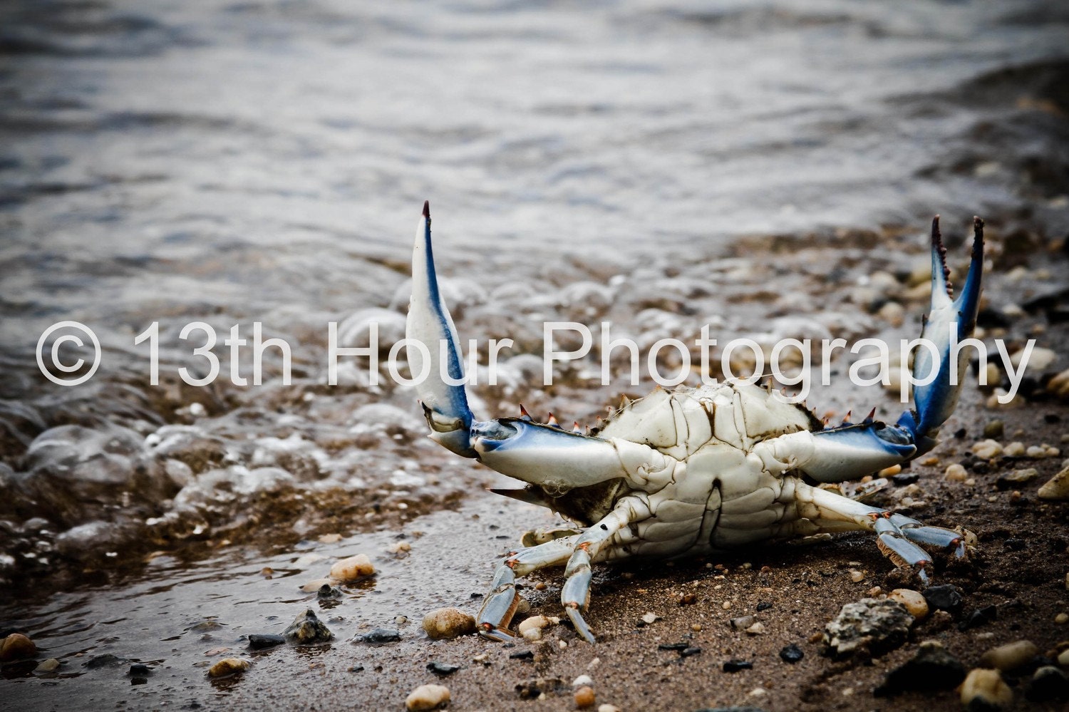 Angry Crab - 12x18 Fine Art Print Baltimore