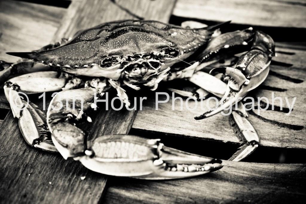 Black and White Close Up Crab - 8x12 Fine Art Print Baltimore