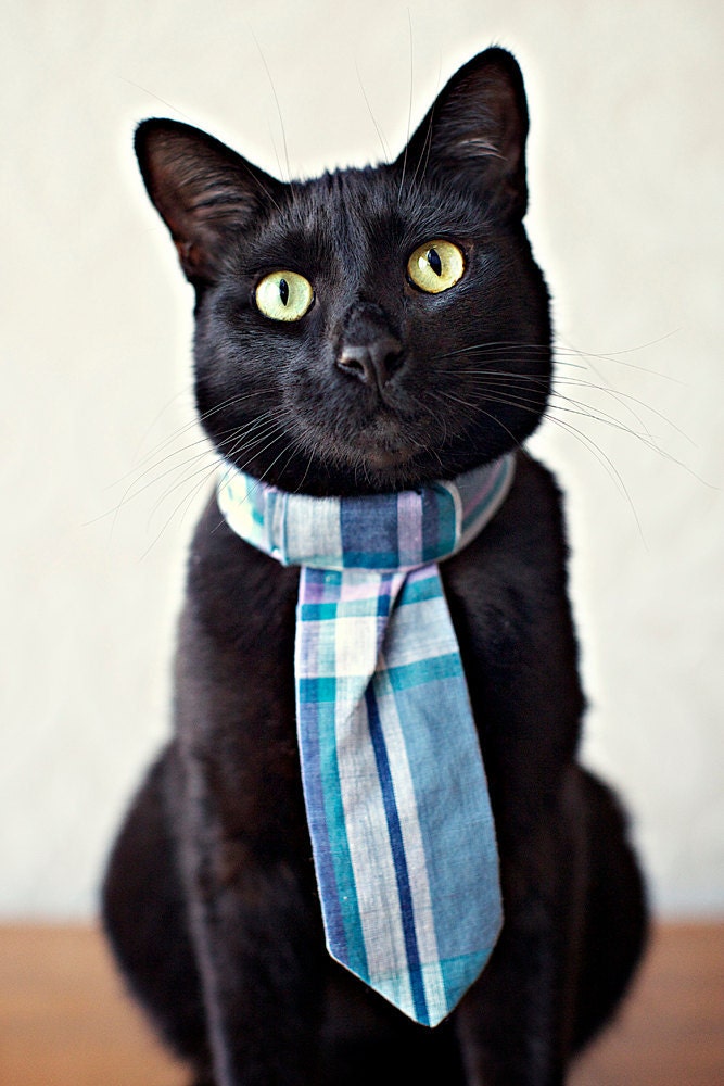 Rover Cat Necktie