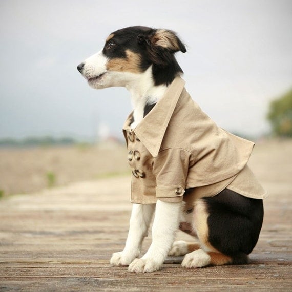 The Westerly Dog Trench Coat