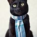 Rover Cat Necktie