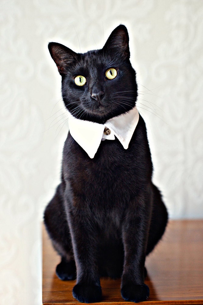 Rover Pointed Cat Collar