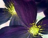 Purple Flower Photograph Clematis Romantic Feminine Home Decor 10x8 print Fantasy... - VictoriaEnglishCharm