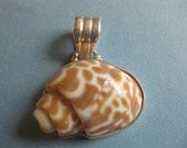 Natural Shell hand set in sterling silver