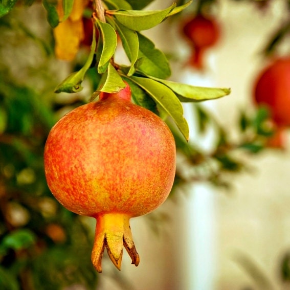 Original photograph - Pomegranate No.2