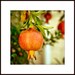 Original photograph - Pomegranate No.2