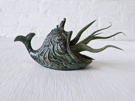 Air Plant - LIVE Moby Creature Feature