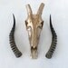 REAL African Blesbok Skull in 24K Gold