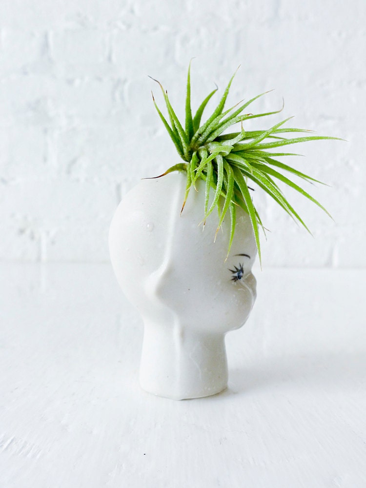 Air Plant Garden on Porcelain Doll Head