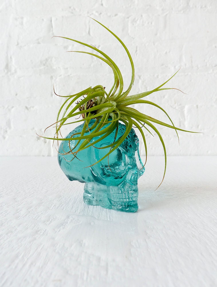 Air Plant Ocean Blue Obsidian Alien Carved Skull Mohawk Live Garden