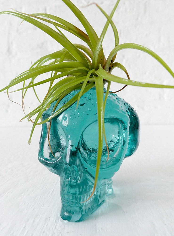 Air Plant Ocean Blue Obsidian Alien Carved Skull Mohawk Live Garden