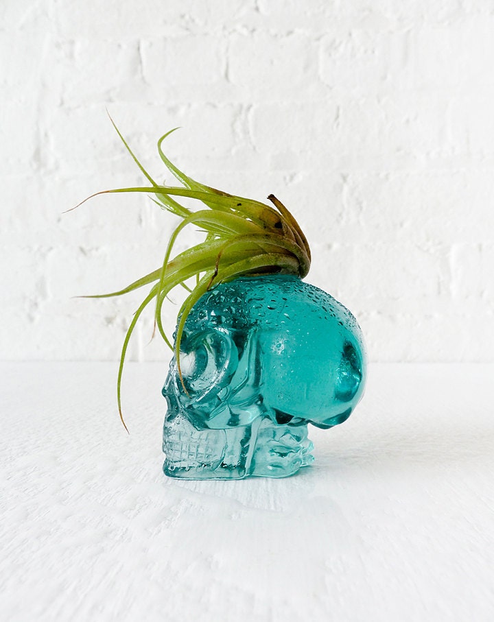 Air Plant Ocean Blue Obsidian Alien Carved Skull Mohawk Live Garden
