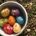 Needle felted easter egg
