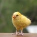 Needle felted yellow chick, spring home decoration