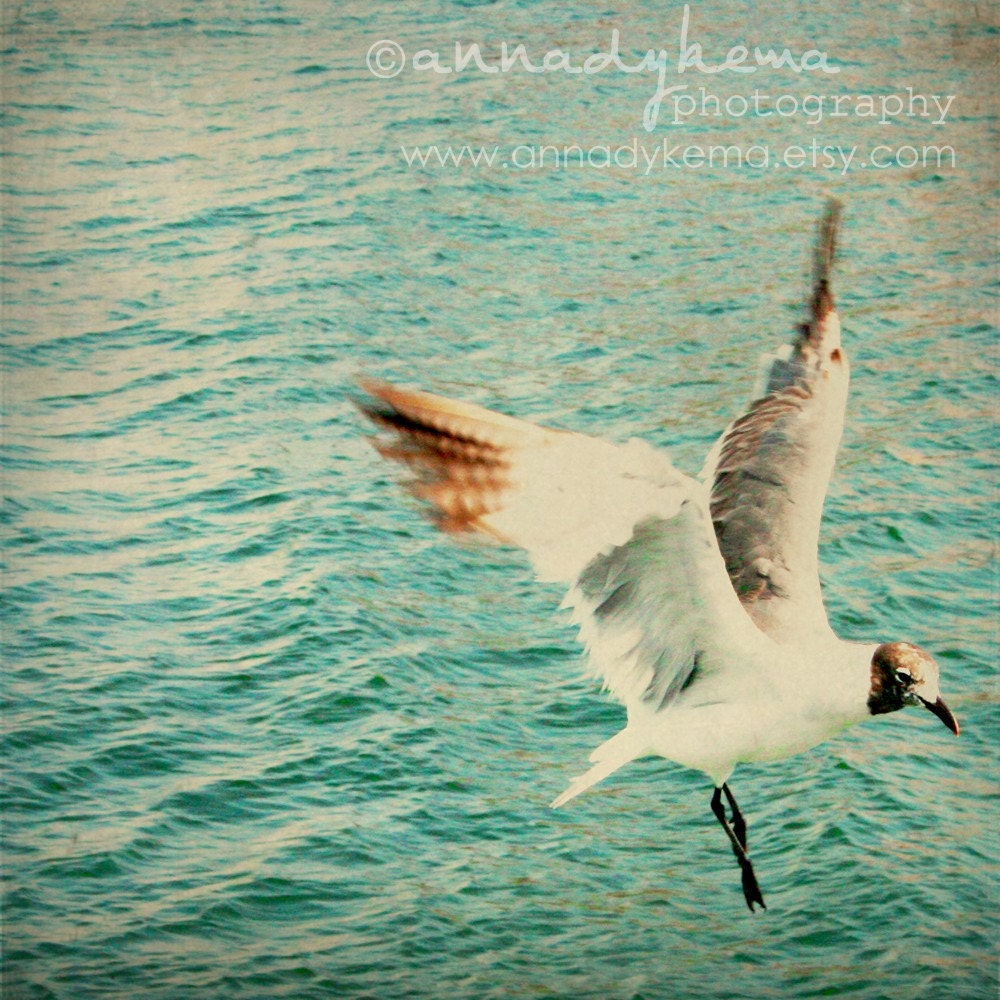 nature beach bird wings sea gull aqua turquoise white cream minimal - Aloft - 8x8 Fine Art Photography Print