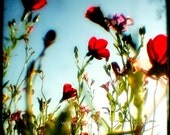 nature home nursery decor wildflowers boho feminine red  green ultramarine colorful - Scarlet Ladies - 8x8 Fine Art Photography Print